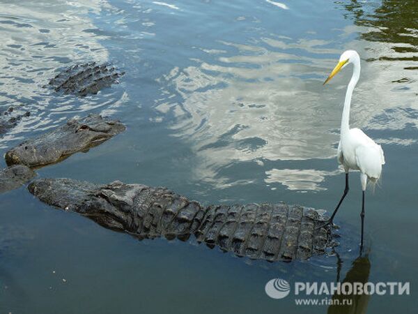  “The alligator capital of the world” Gatorland in Florida  - Sputnik International