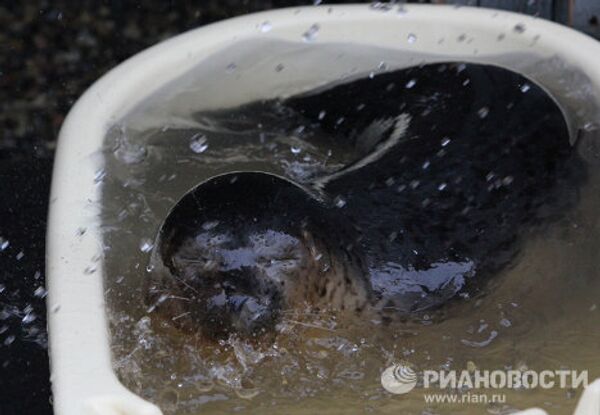 Couple nurses sick spotted seals in Primorye  - Sputnik International