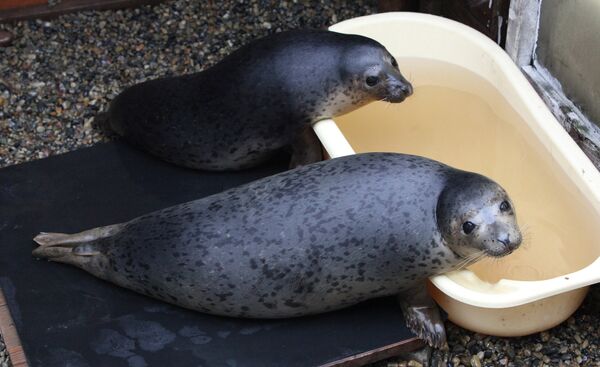 Couple nurses sick spotted seals in Primorye  - Sputnik International