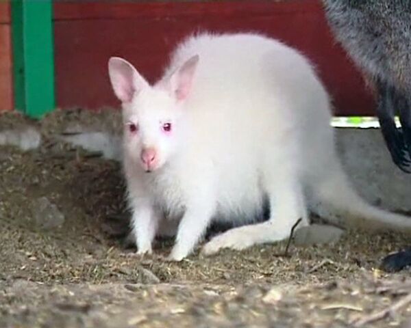 Young albino kangaroo becomes star attraction at Polish farm - Sputnik International