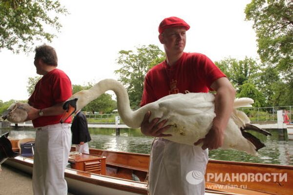 Counting swans on the Thames, since the12th century  - Sputnik International