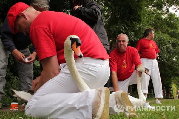 Counting swans on the Thames, since the12th century  - Sputnik International