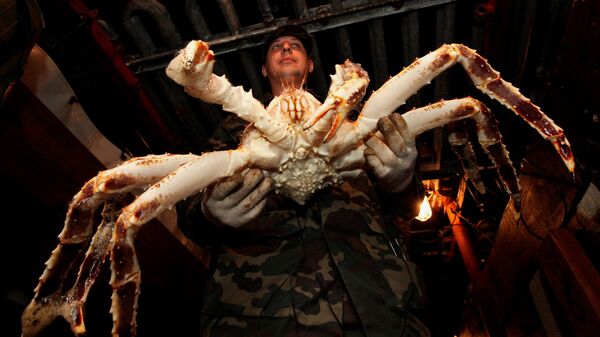 Russia banned exports of live crab in May 2007, but large volumes are still smuggled out of the country every year - Sputnik International
