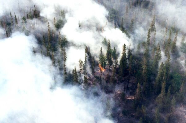 Over 1,100 ha of forests on fire in Siberia - Sputnik International