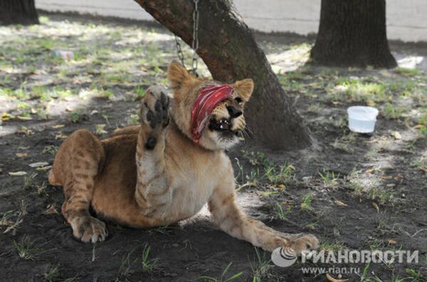 Saving Tonna the lioness in St. Petersburg   - Sputnik International