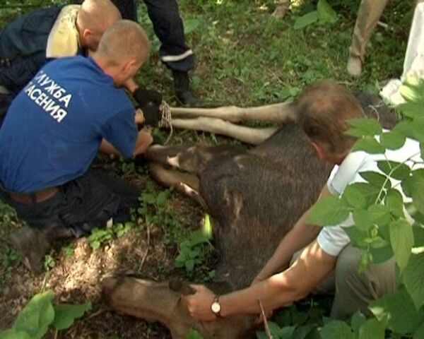 Reluctant elk hitch a ride from Yekaterinburg  - Sputnik International