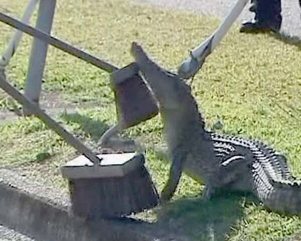 Crocodile caught on busy Australian street - Sputnik International