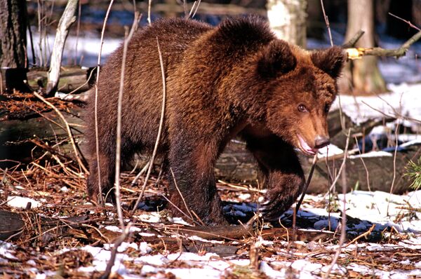 A wild bear attacked a geologists' campsite in East Siberia, killing one man - Sputnik International