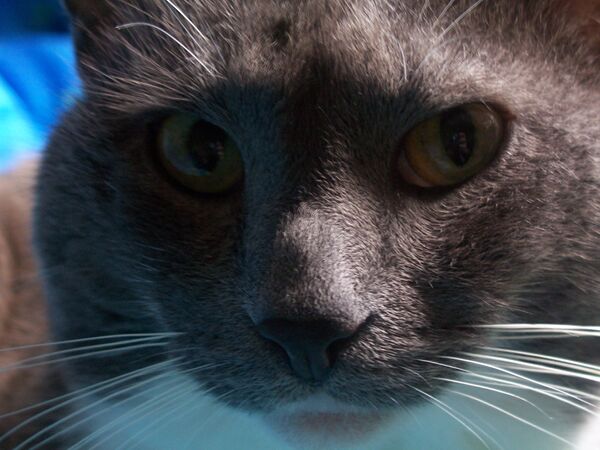 Siberian woman finds pet cat month after jet crash - Sputnik International