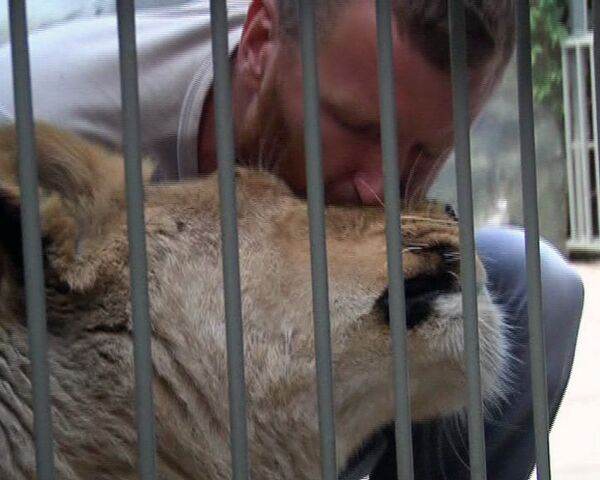 A brave Ukrainian lives in a lion’s cage - Sputnik International