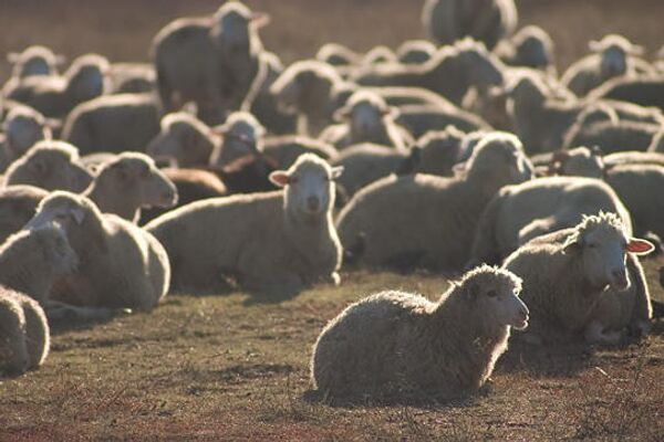 Овцы на полеRussian farmers choose Beauty Queen among sheep - Sputnik International