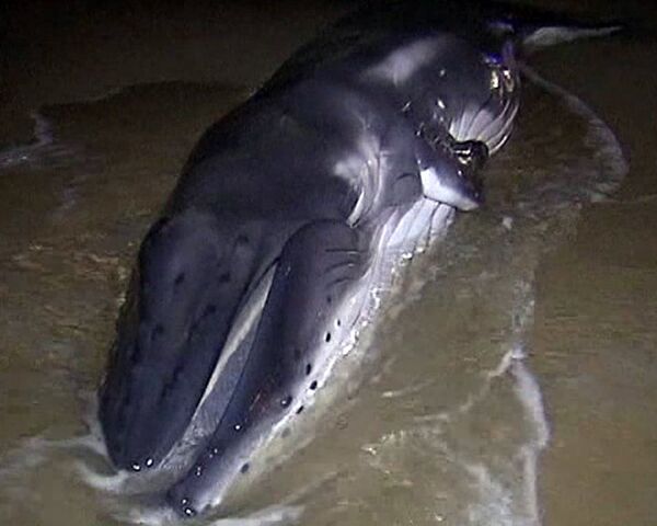 Beached baby humpback whale rescued in Australia - Sputnik International