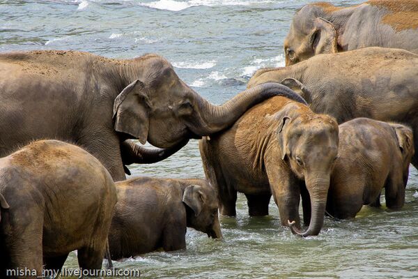 Elephants in Sri Lanka - Sputnik International