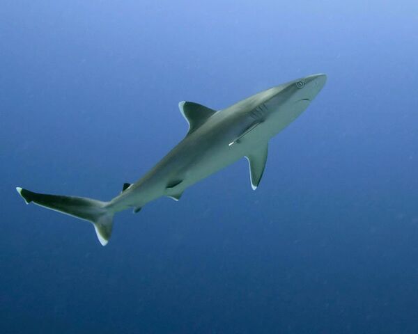 Second shark attack reported in Russia's Far East  - Sputnik International