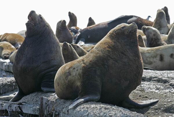 Dozen fur seals die during flight to dolphinarium in Russia's Far East - Sputnik International