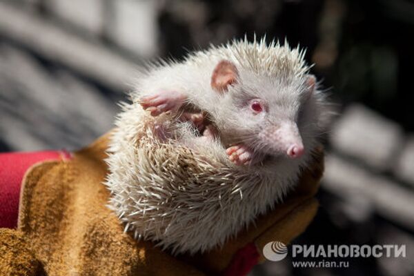 Albino hedgehog settles in Sochi park - Sputnik International