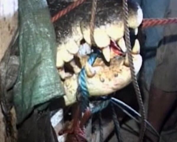 Giant crocodile captured - Sputnik International