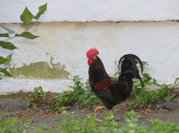 Tarusa: the land of artists on the Oka  - Sputnik International