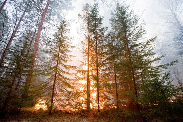 Forest fire. Archive - Sputnik International