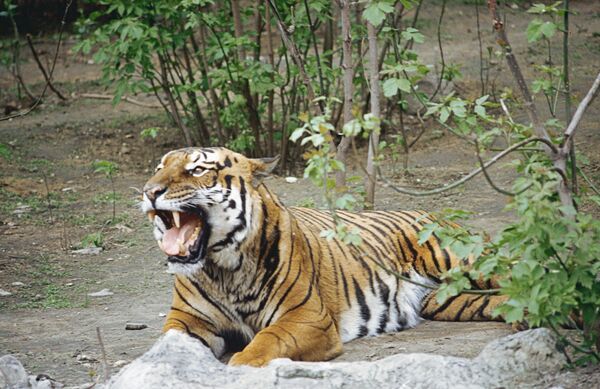 Amur Tiger Heading For Extinction - IFAW - Sputnik International