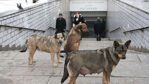 Moscow to spend $76 million on stray dogs in 2012-2014 - Sputnik International