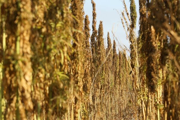Non-narcotic hemp crop harvested in Siberia - Sputnik International