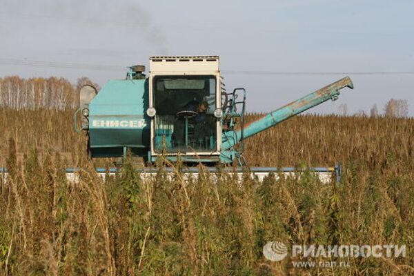 Non-narcotic hemp crop harvested in Siberia - Sputnik International