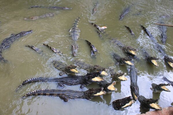 Crocodile farm in Thailand - Sputnik International