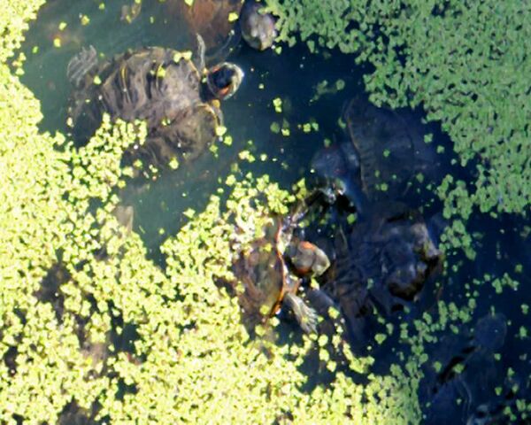 Turtles roam free in New York City’s Central Park - Sputnik International