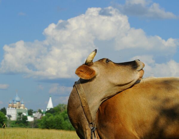 Cow - Sputnik International