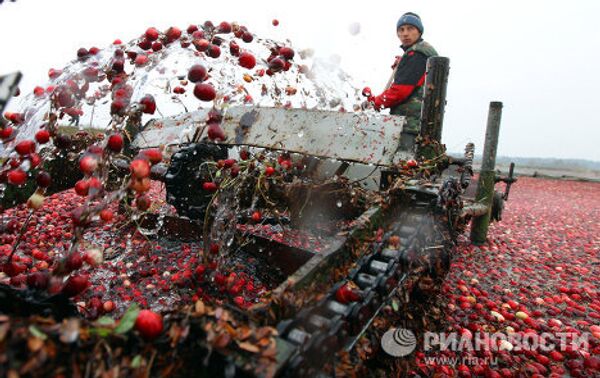 Cranberry harvesting - Sputnik International