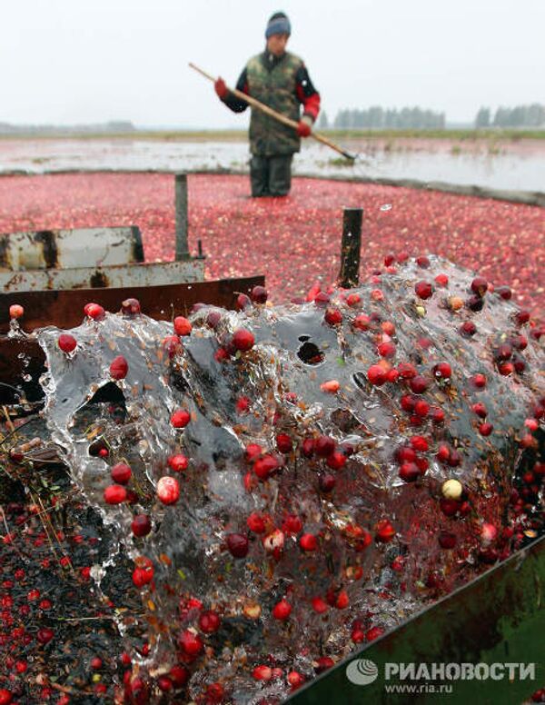 Cranberry harvesting - Sputnik International
