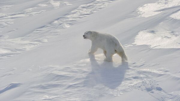 ‘Hundreds’ of Polar Bears Killed Annually in Russia – IFAW - Sputnik International