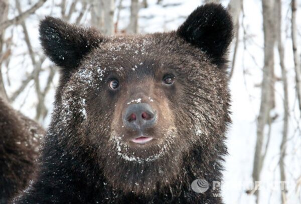 Beggar bears on Sakhalin roads - Sputnik International
