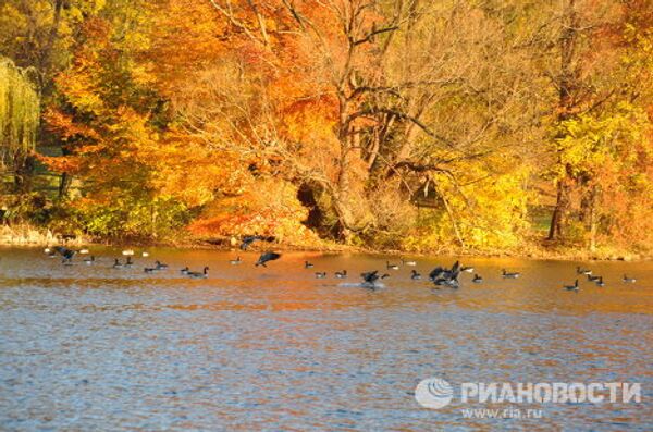 New York enjoys unusually warm November weather - Sputnik International