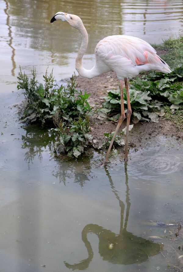 Stray flamingos found at frozen pond in Siberia - Sputnik International