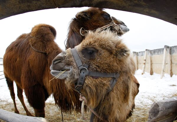 Twenty camels bound from southeast Russia to a circus in Bulgaria were stuck and became starved and dehydrated on the border between Moldova and Romania earlier this week - Sputnik International