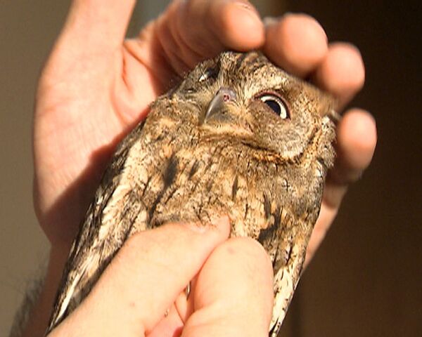 Lovely Owl – petting an owl, pig and llama. A RIA Novosti video experiment  - Sputnik International