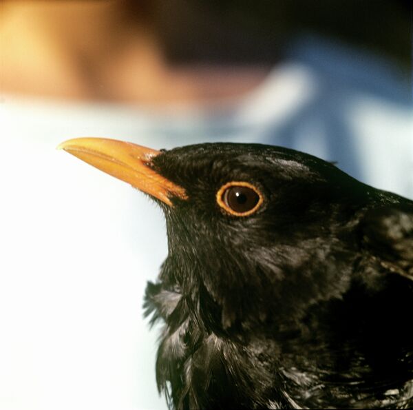 Mass death of blackbirds registered again in U.S. on New Year’s Eve          - Sputnik International