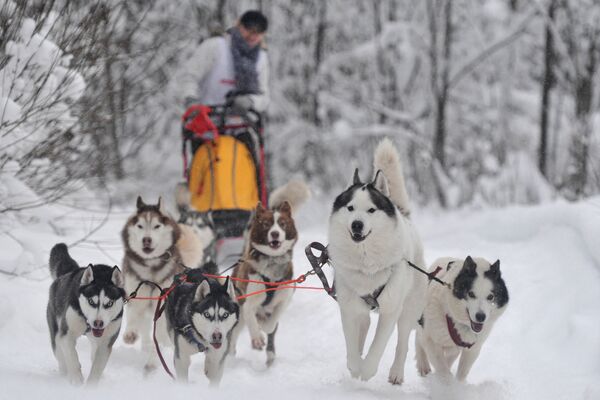 Dog sled race (archive) - Sputnik International