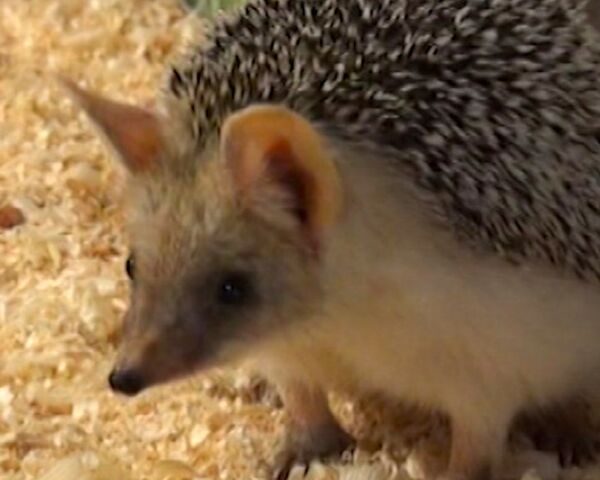 Long-eared hedgehog predicts weather for Yekaterinburg residents - Sputnik International
