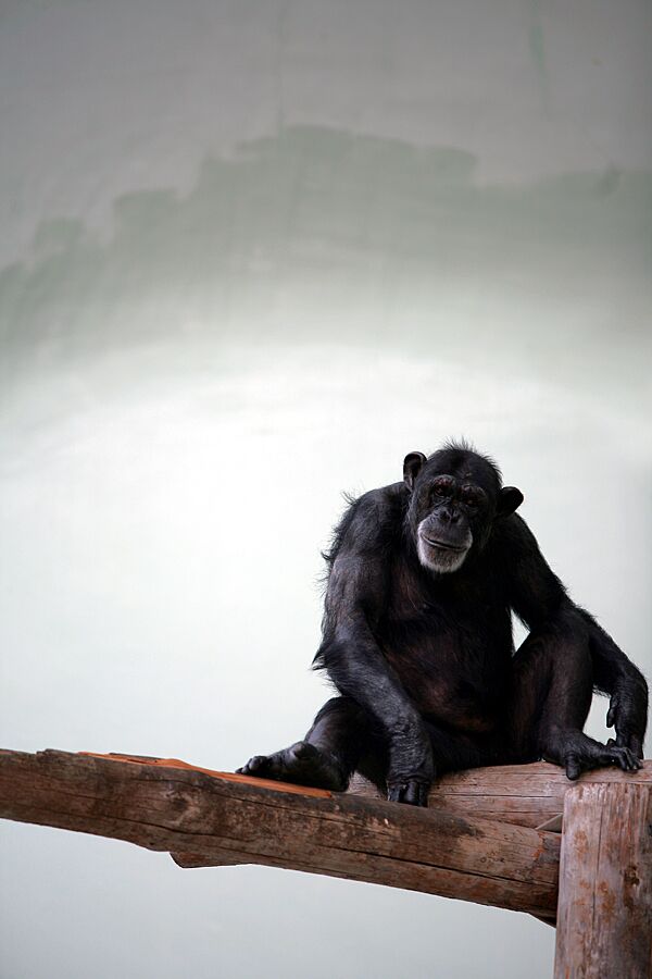 US Scientists Recommend Retiring Most Research Chimps - Sputnik International
