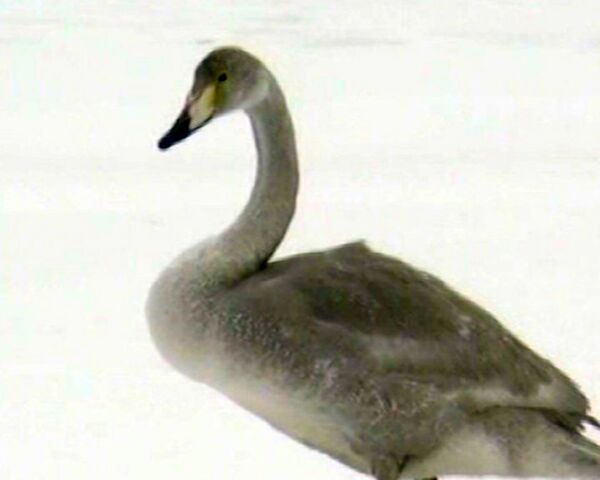 Ornithologists work in icy waters to rescue a swan  - Sputnik International