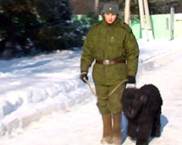 Can Dogs Serve in the Army? A Video Tour of the Krasnaya Zvezda Kennel - Sputnik International