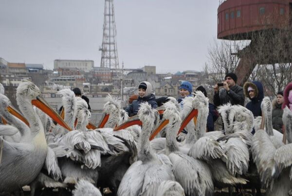 Freeze Kills Rare Pelicans in Dagestan - Sputnik International