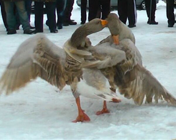 Goose Fights: A Feathery Battle for Life  - Sputnik International