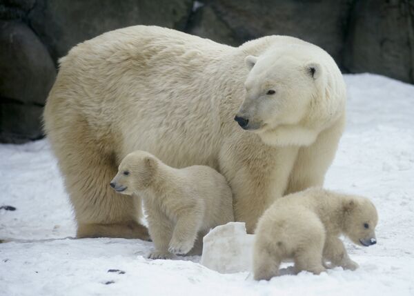 Polar bears (archive) - Sputnik International