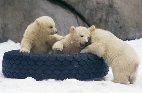 Moscow Zoo polar bear cubs on first walks  - Sputnik International