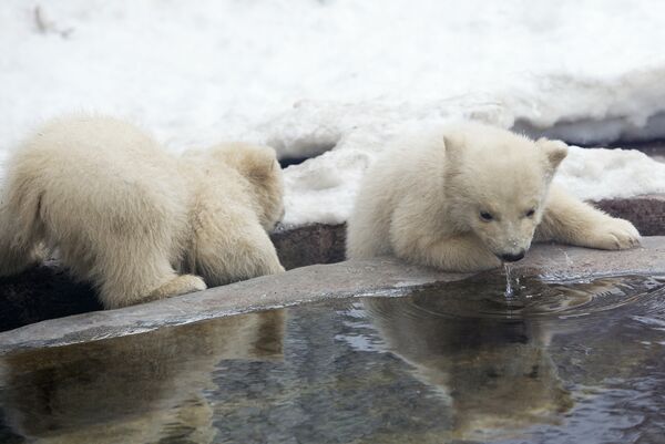Polar bear cubs in a zoo - Sputnik International