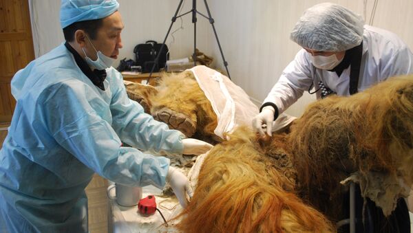 Scientists study the body of a mammoth found in the permafrost in Yakutia in August 2011 - Sputnik International